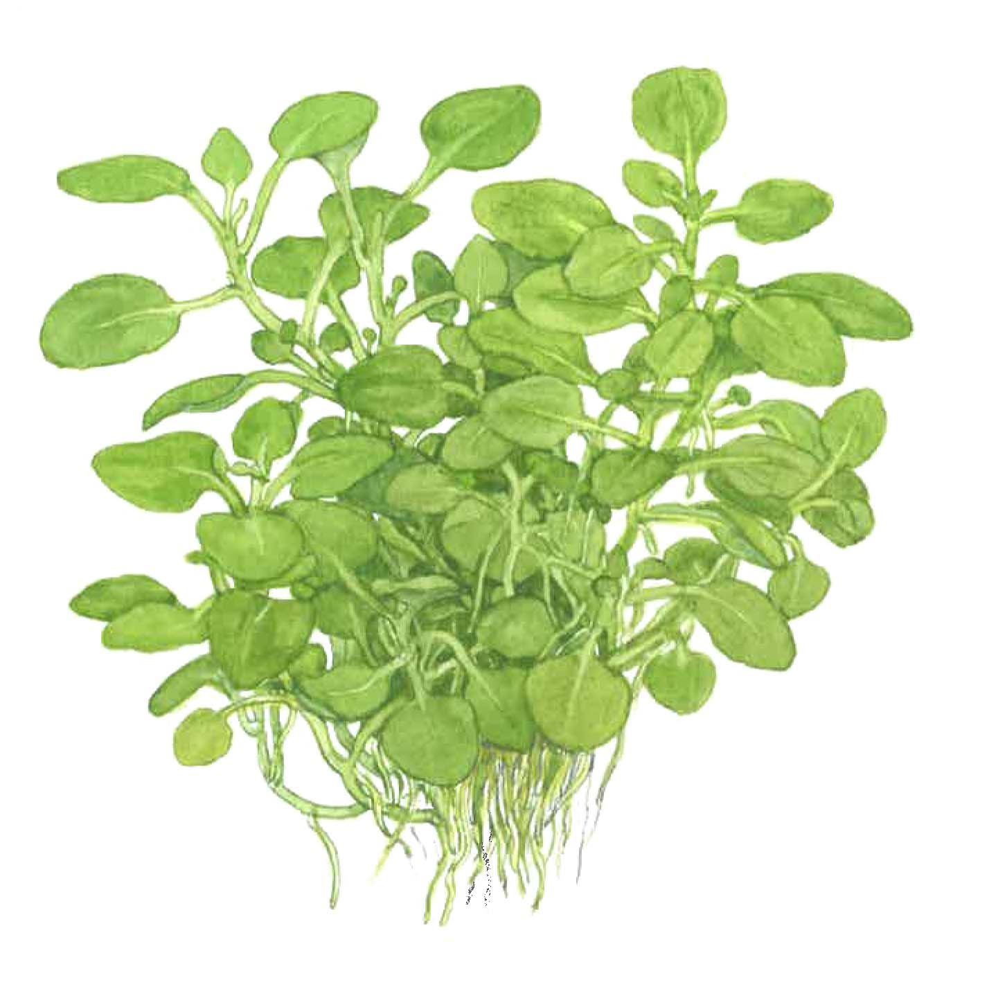 Lobelia cardinalis 'Mini'