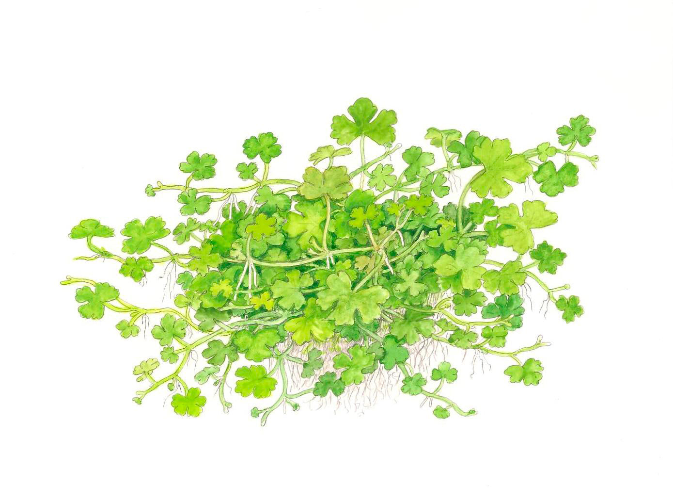 Hydrocotyle tripartita