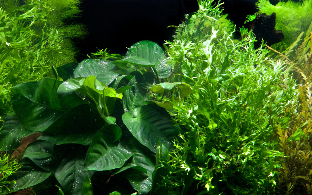 Anubias barteri var. caladiifolia und Microsorum sp. BankWood Ornamental