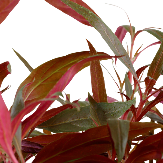 Alternanthera reineckii 'Pink'