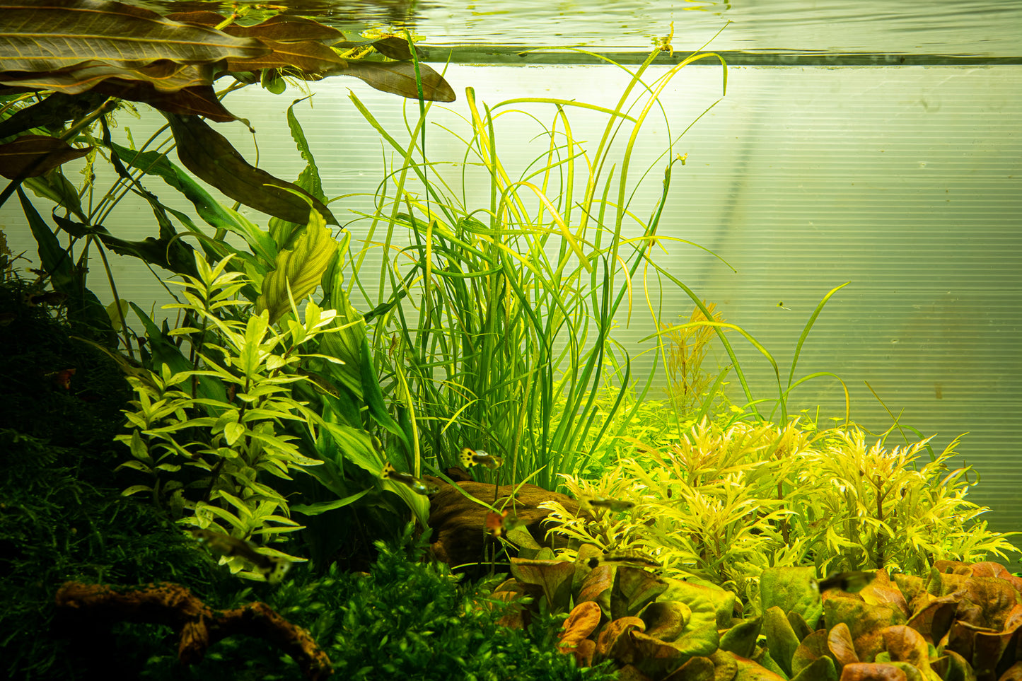 Sagittaria subulata 'Needle Leaf'