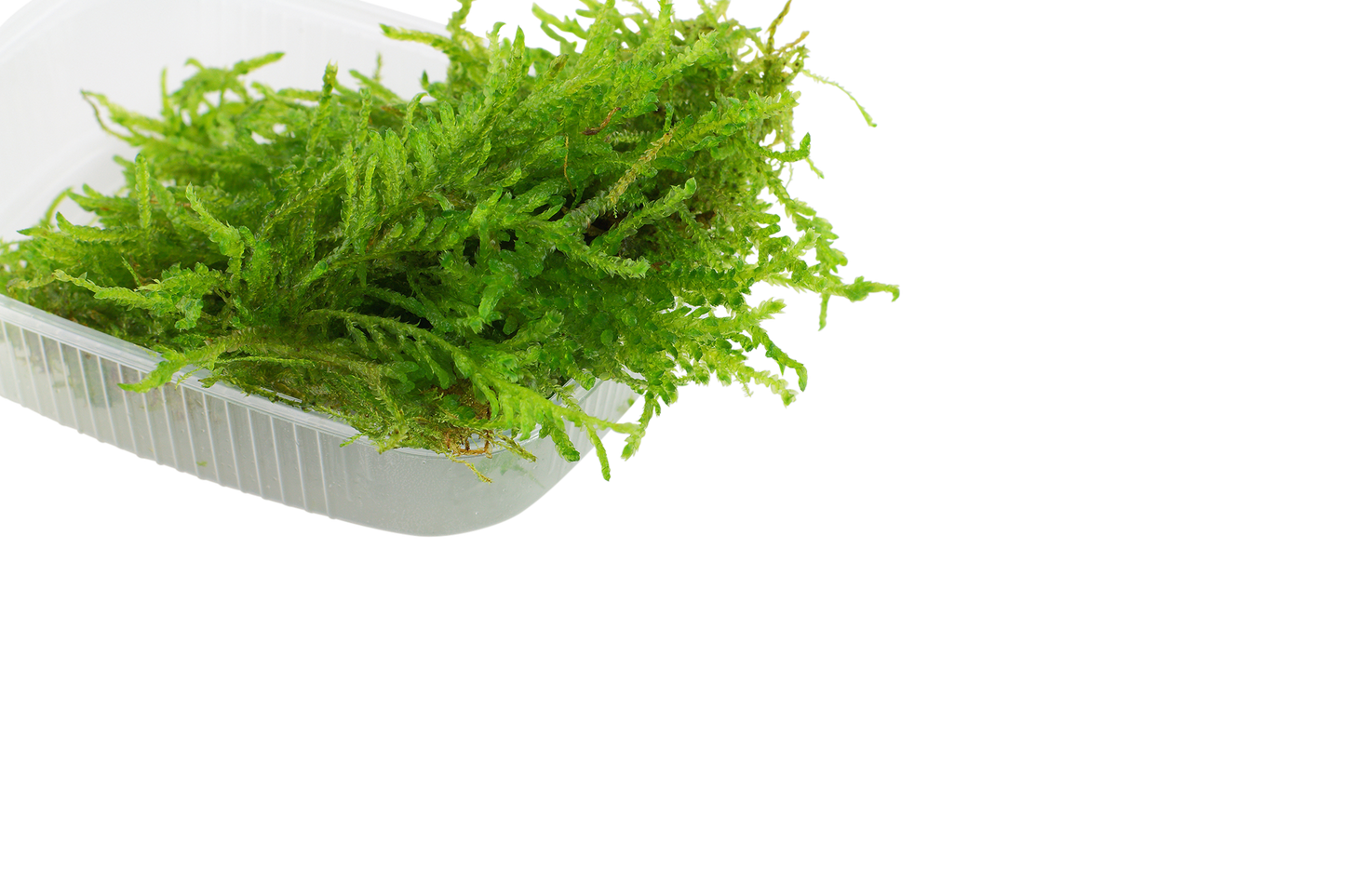 Vesicularia ferriei 'Weeping Moss'