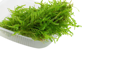 Vesicularia ferriei 'Weeping Moss'