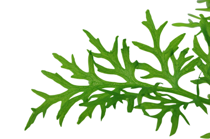 Ceratopteris thalictroides