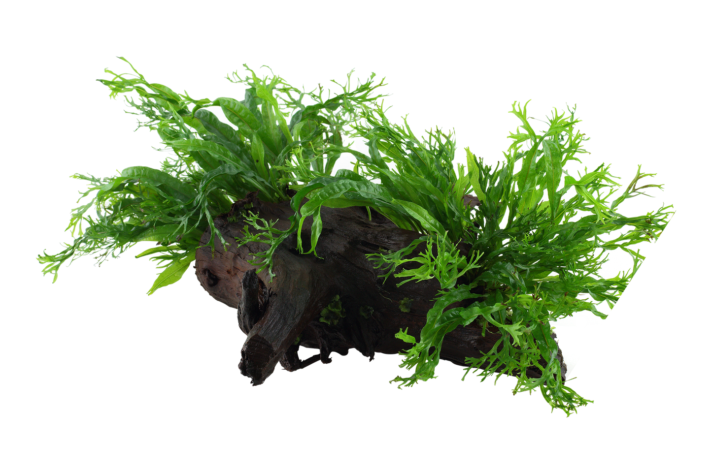 Microsorum pteropus 'Windeløv'