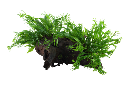 Microsorum pteropus 'Windeløv'