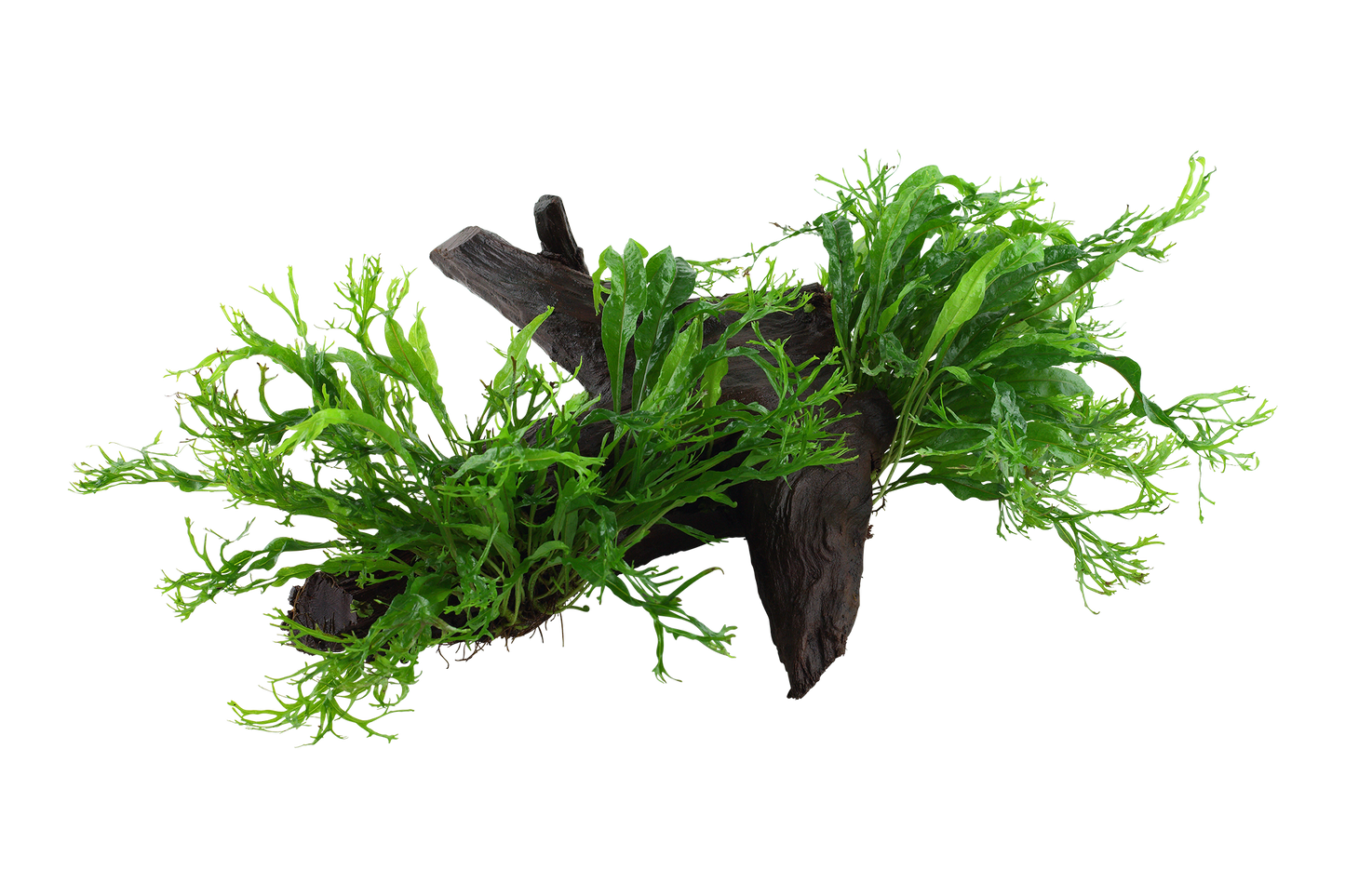 Microsorum pteropus 'Windeløv'