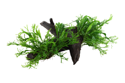 Microsorum pteropus 'Windeløv'