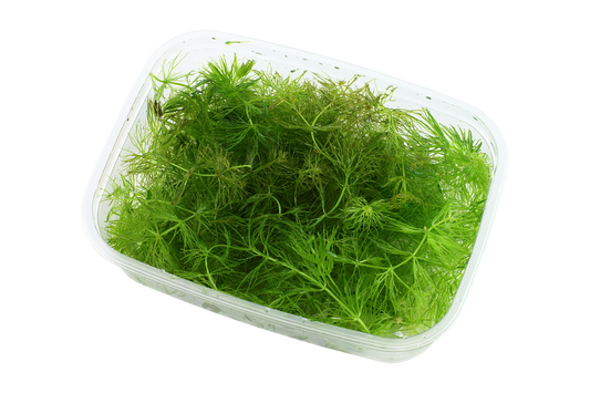 Ceratophyllum demersum