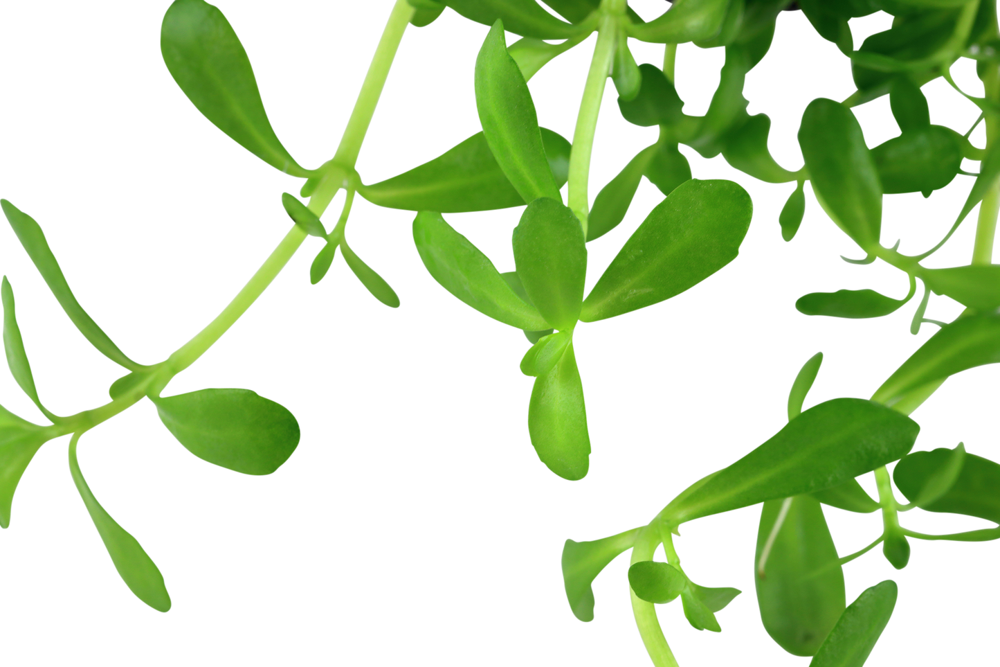 Bacopa monnieri 'Compact'