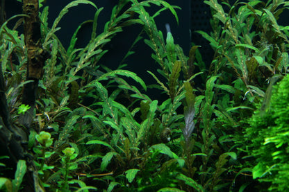 Hygrophila pinnatifida