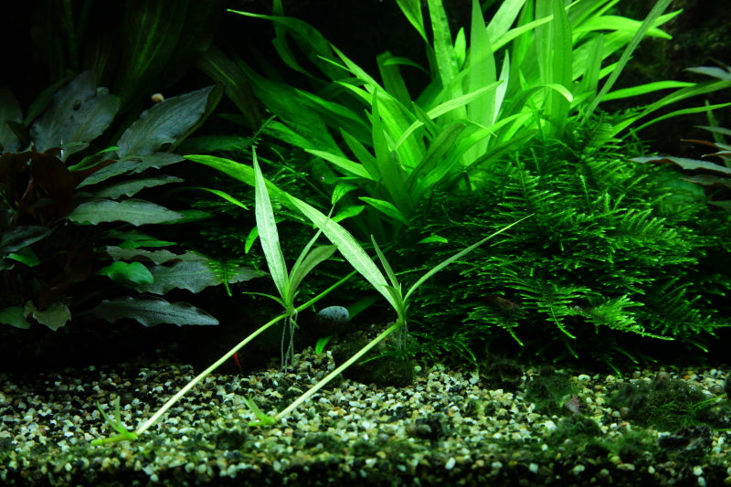 Helanthium bolivianum 'Quadricostatus'