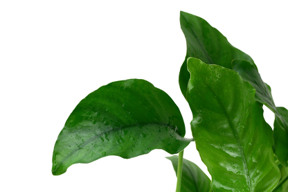Anubias barteri var. barteri