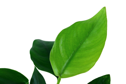 Anubias barteri nana