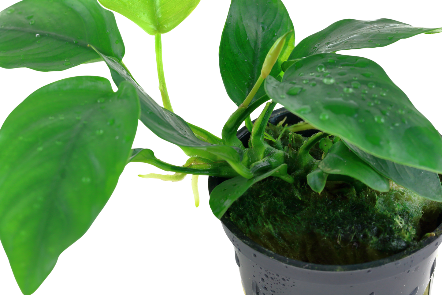 Anubias barteri nana