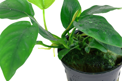 Anubias barteri nana