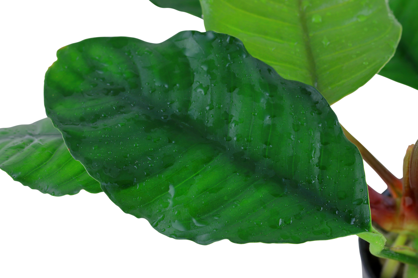 Anubias barteri var. 'Coffeifolia'