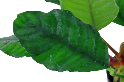 Anubias barteri var. 'Coffeifolia'