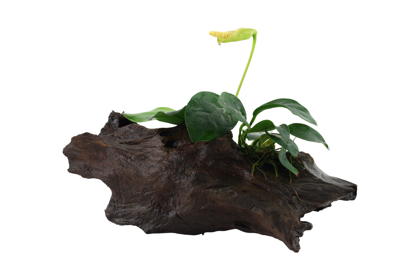 Anubias barteri nana