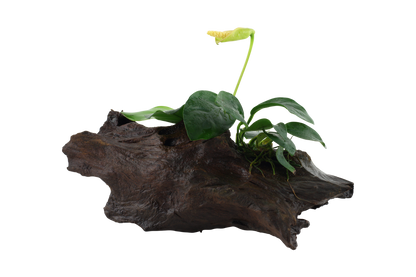 Anubias barteri nana