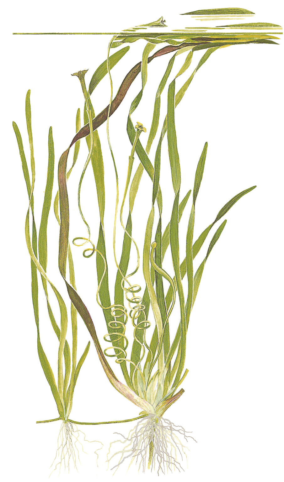 Vallisneria americana 'Natans'