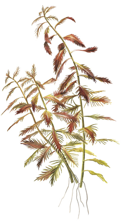 Proserpinaca palustris 'Cuba'