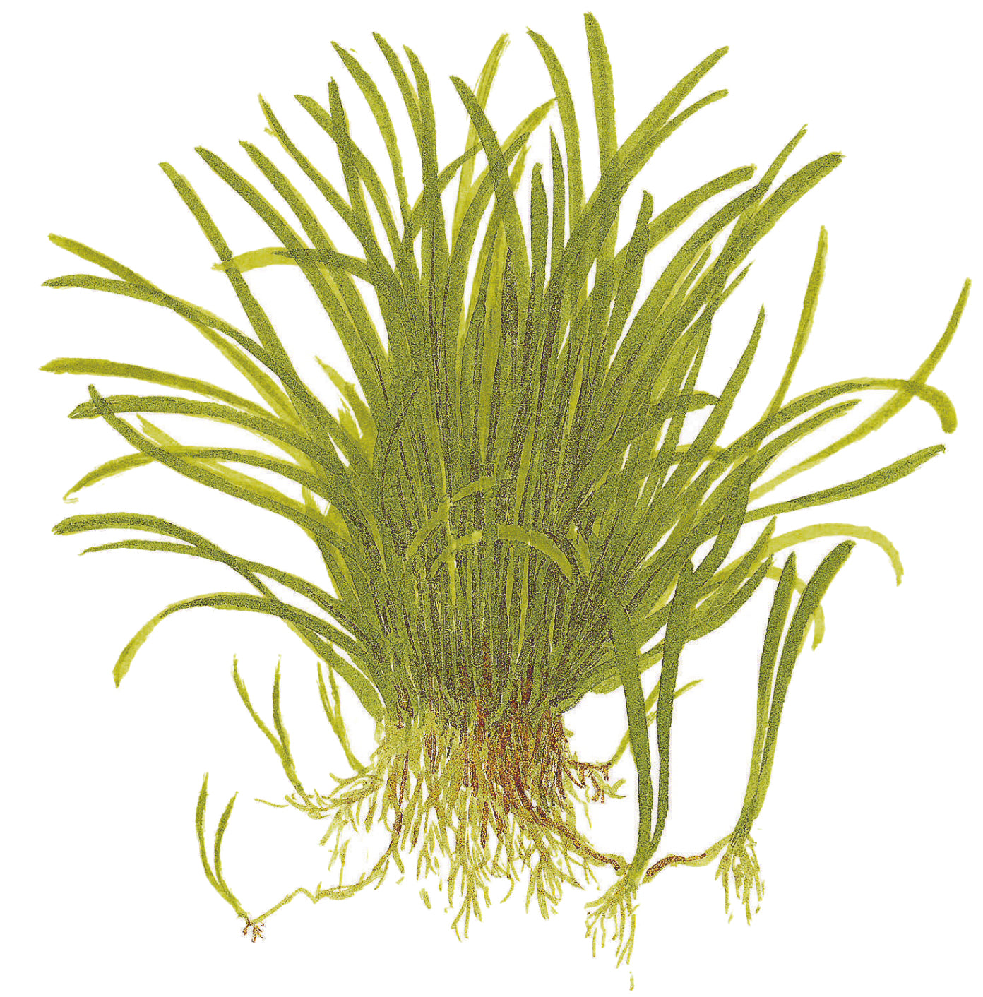 Lilaeopsis brasiliensis