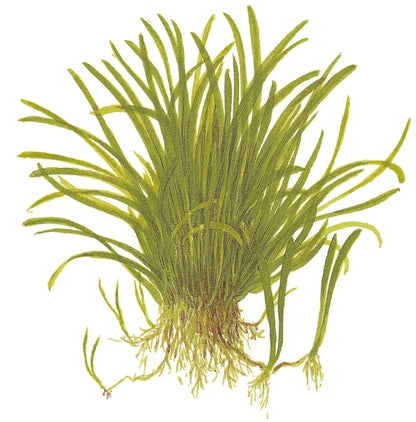 Lilaeopsis brasiliensis