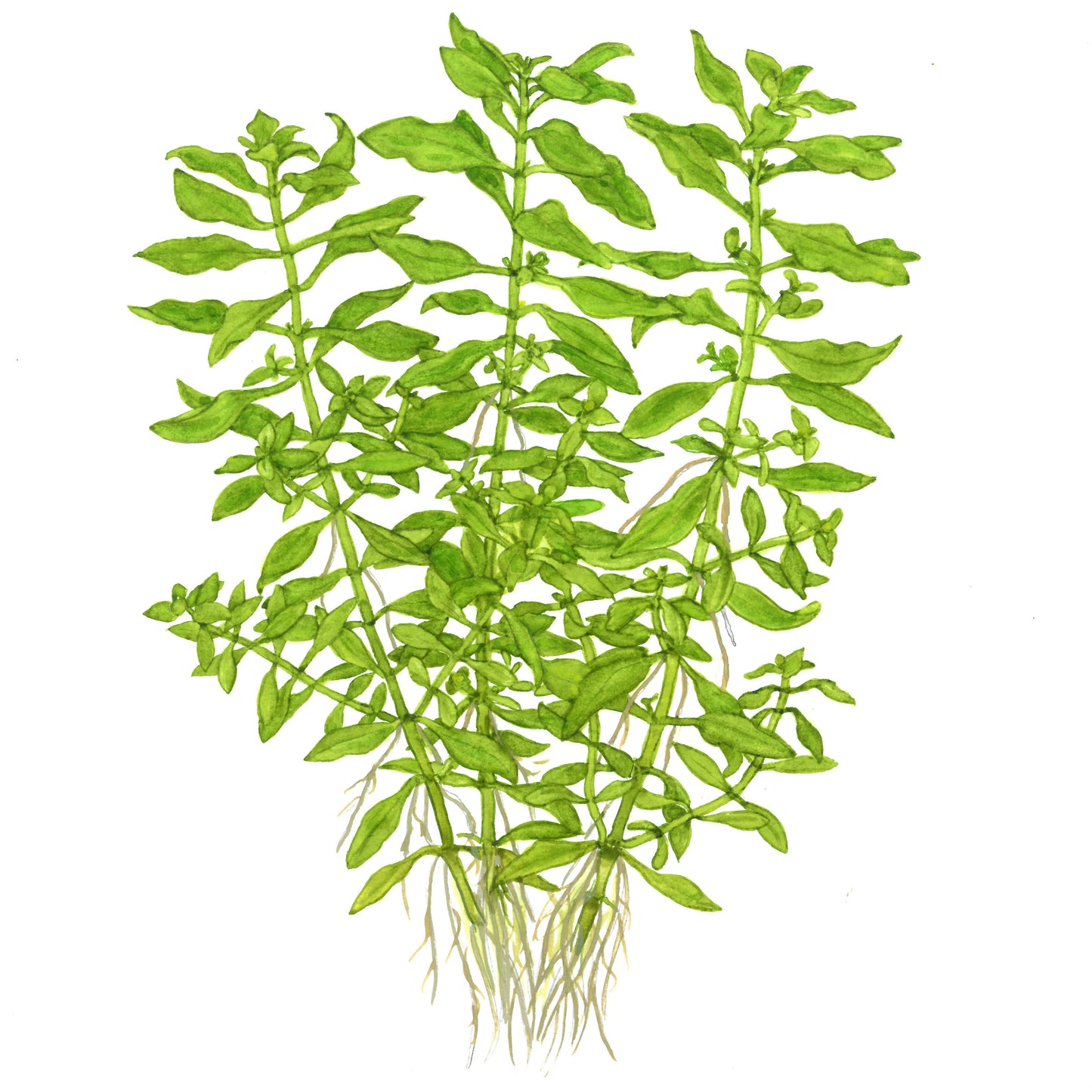 Ludwigia palustris 'Green'