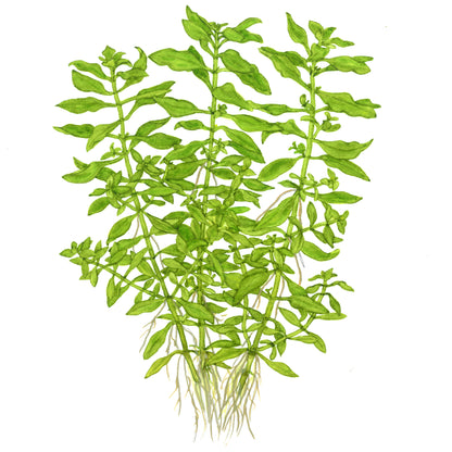 Ludwigia palustris 'Green'