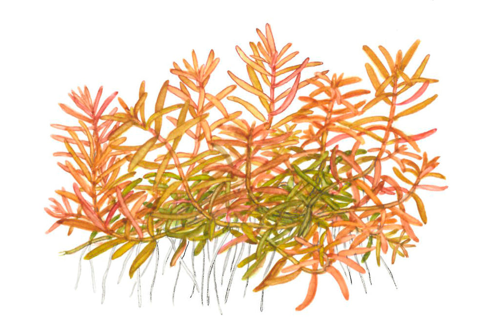 Rotala rotundifolia 'H'ra'