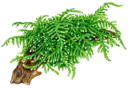 Vesicularia ferriei 'Weeping Moss'