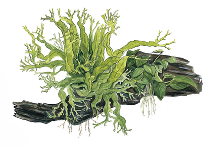 Microsorum - Anubias 'Duet'