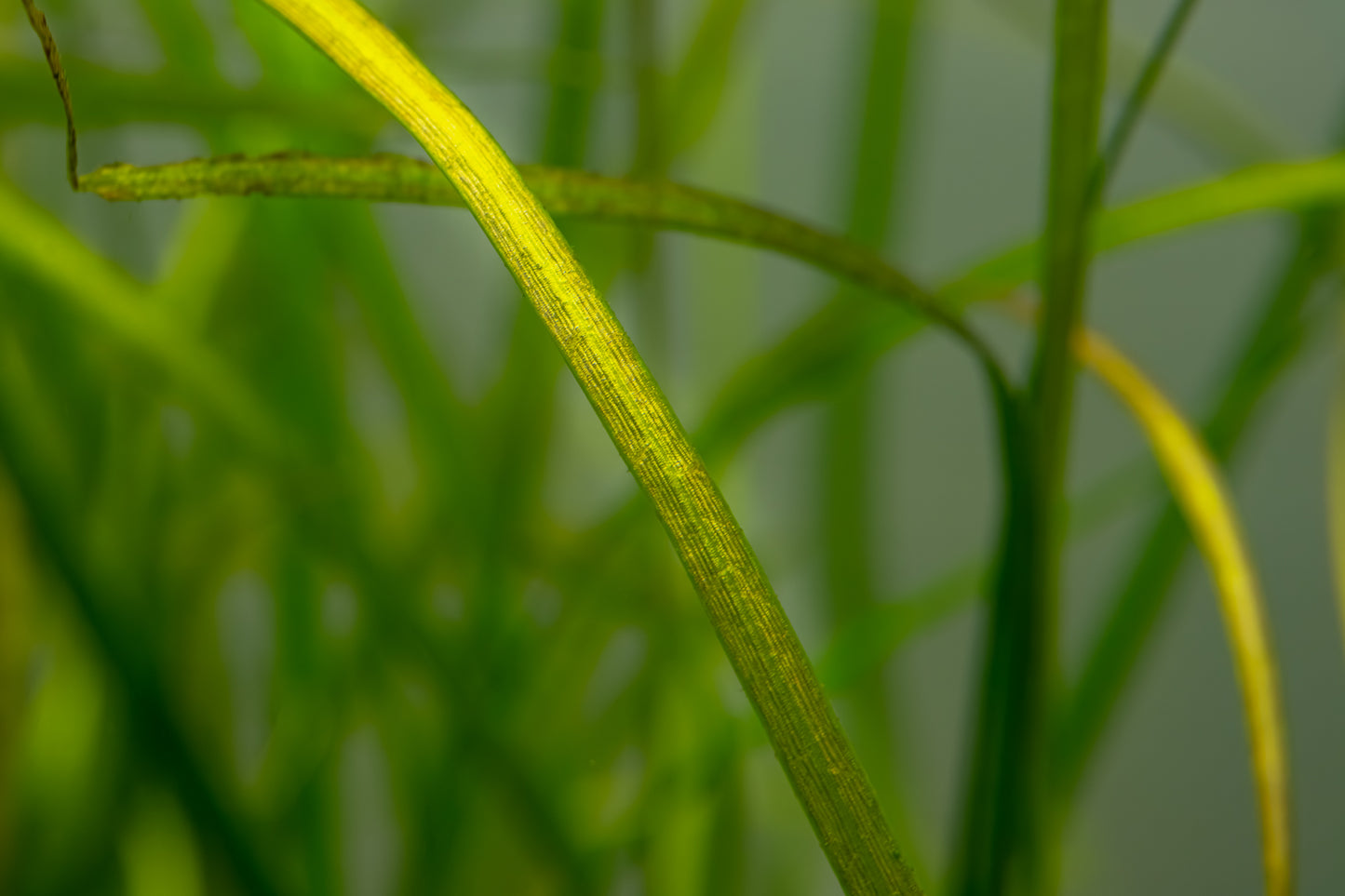 Sagittaria subulata 'Needle Leaf'