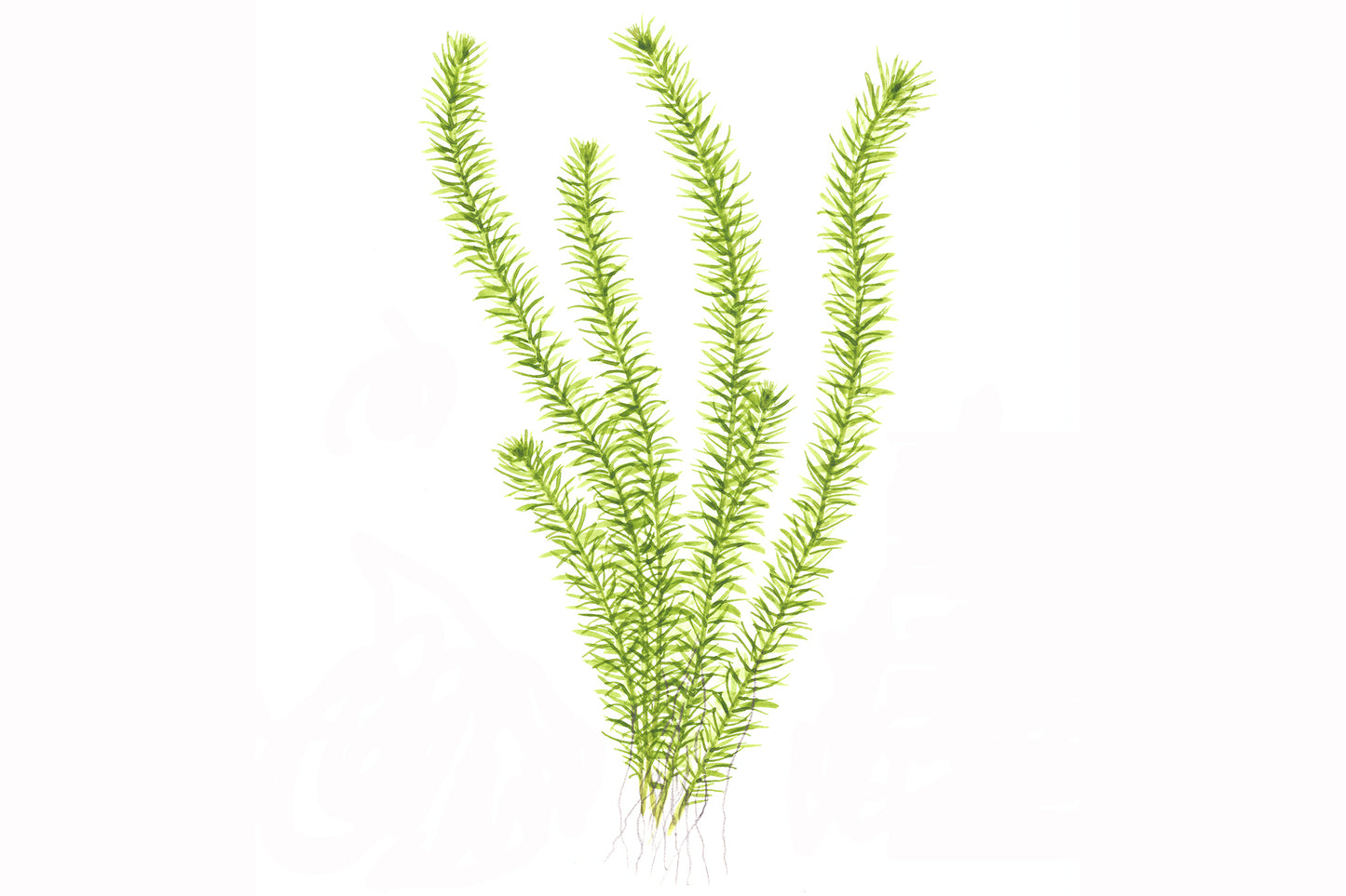 Mayaca fluviatilis