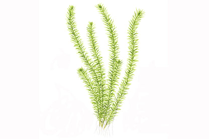 Mayaca fluviatilis