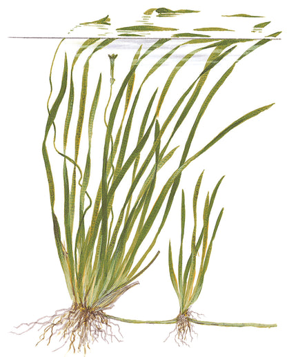 Vallisneria spiralis 'Tiger'