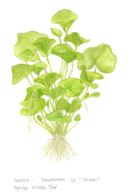 Nymphoides hydrophylla 'Taiwan'