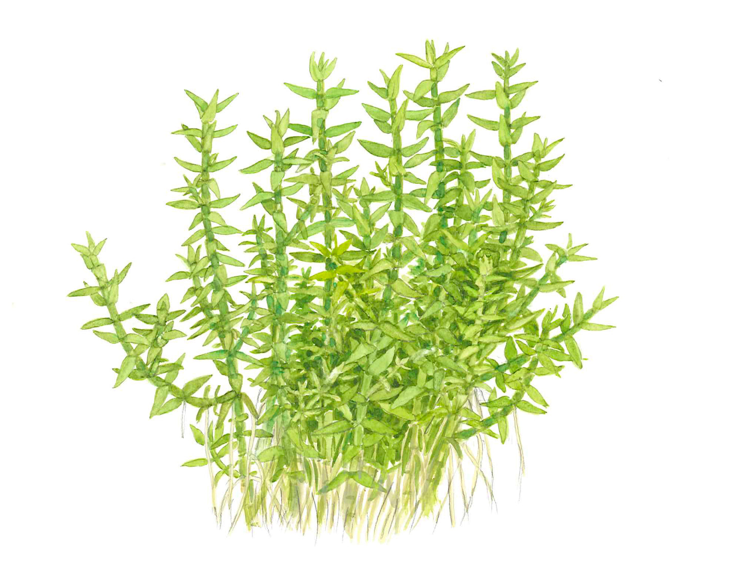 Gratiola viscidula