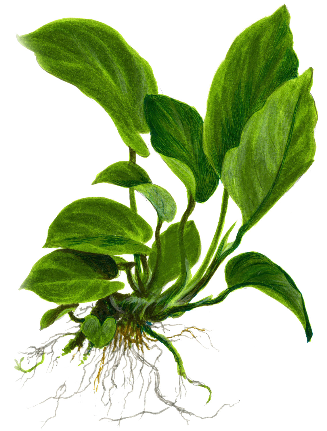 Anubias barteri caladiifolia