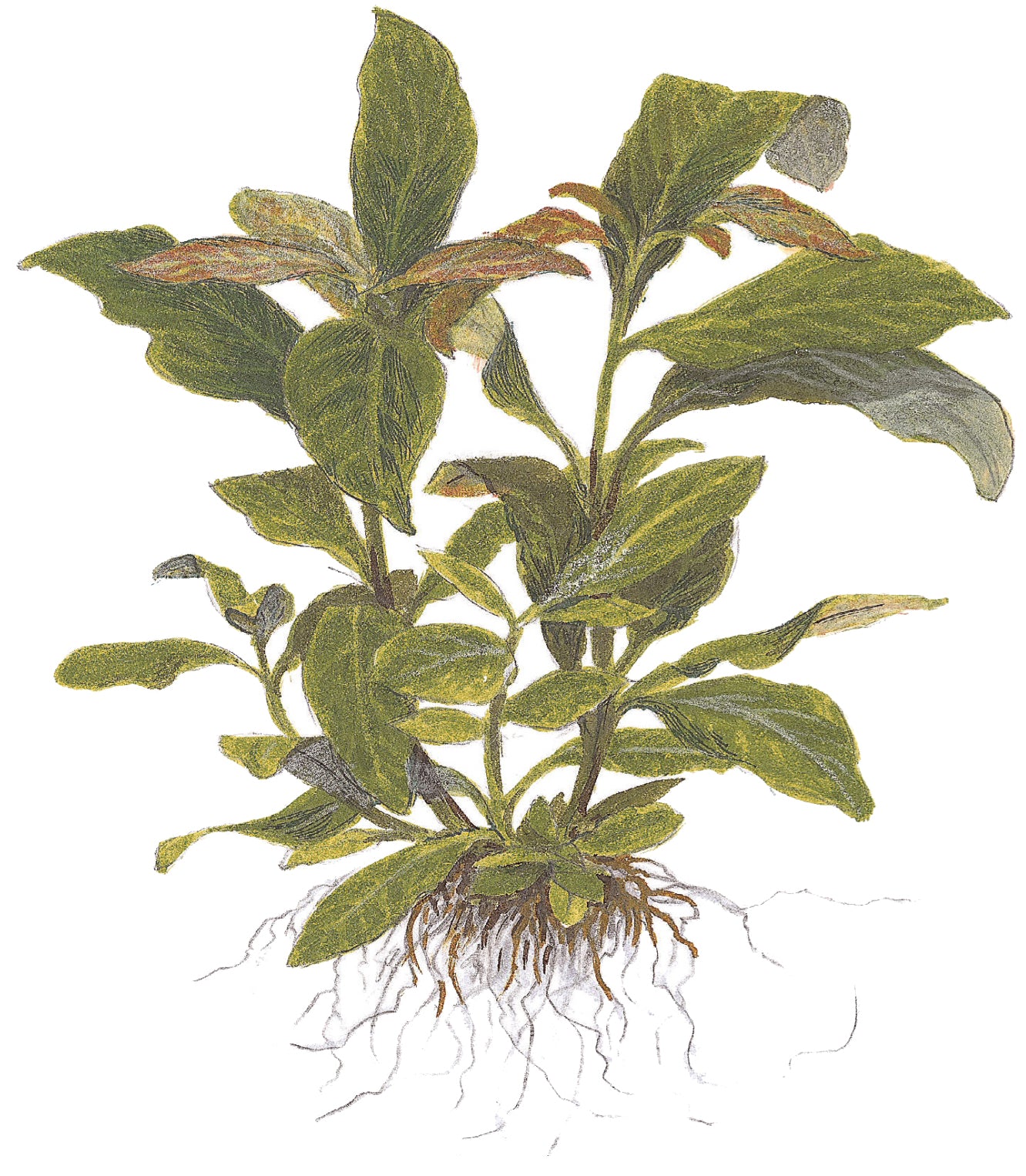 Hygrophila corymbosa