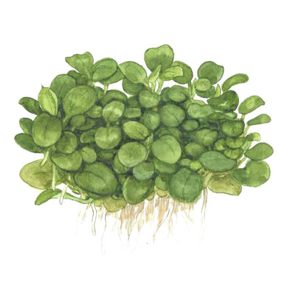 Anubias barteri 'Mini Coin'