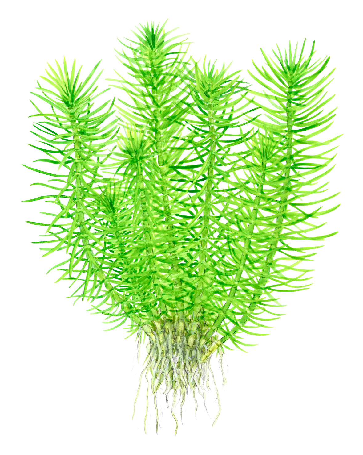 Pogostemon deccanensis