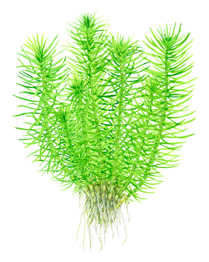 Pogostemon deccanensis