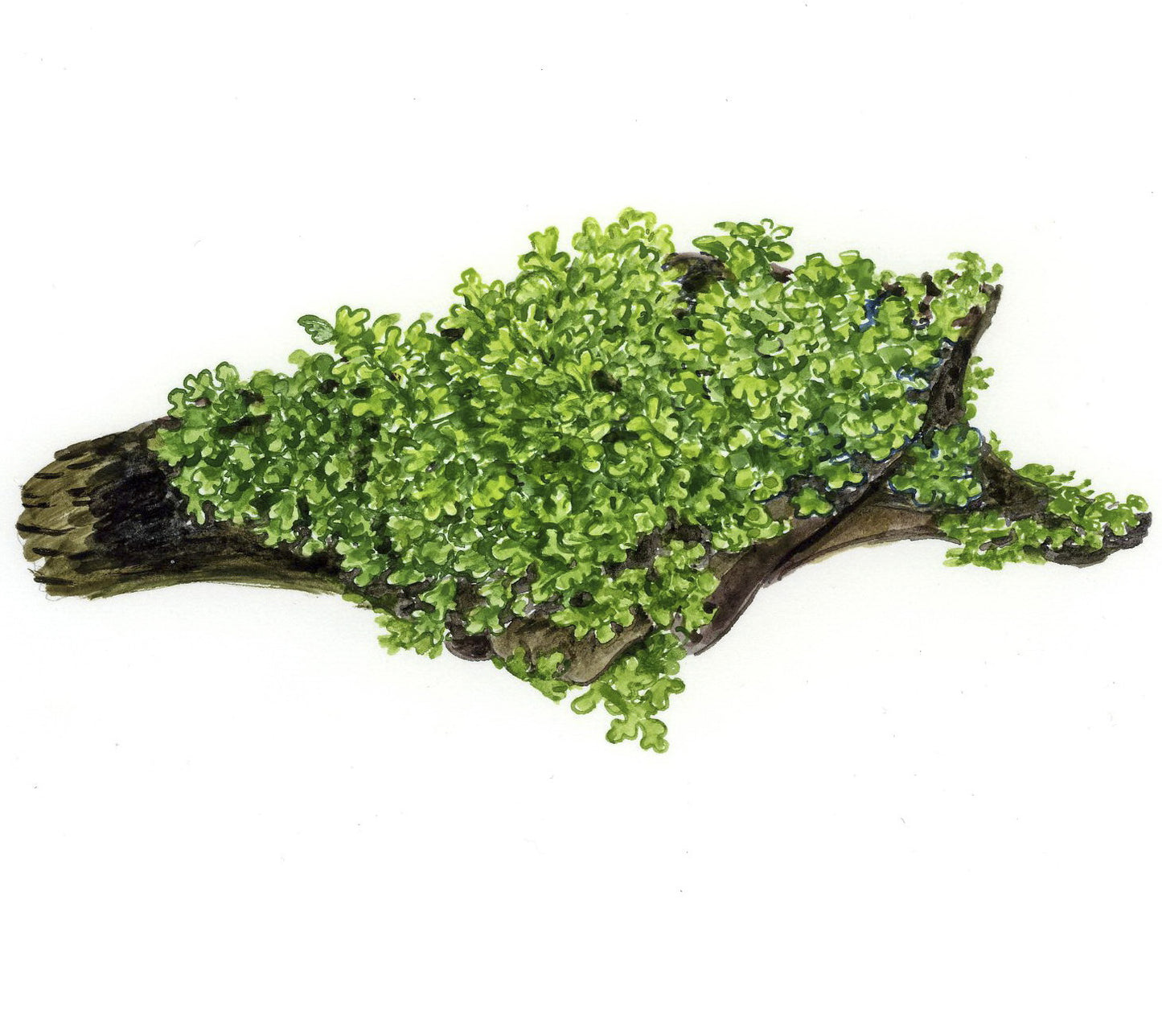 Riccardia chamedryfolia