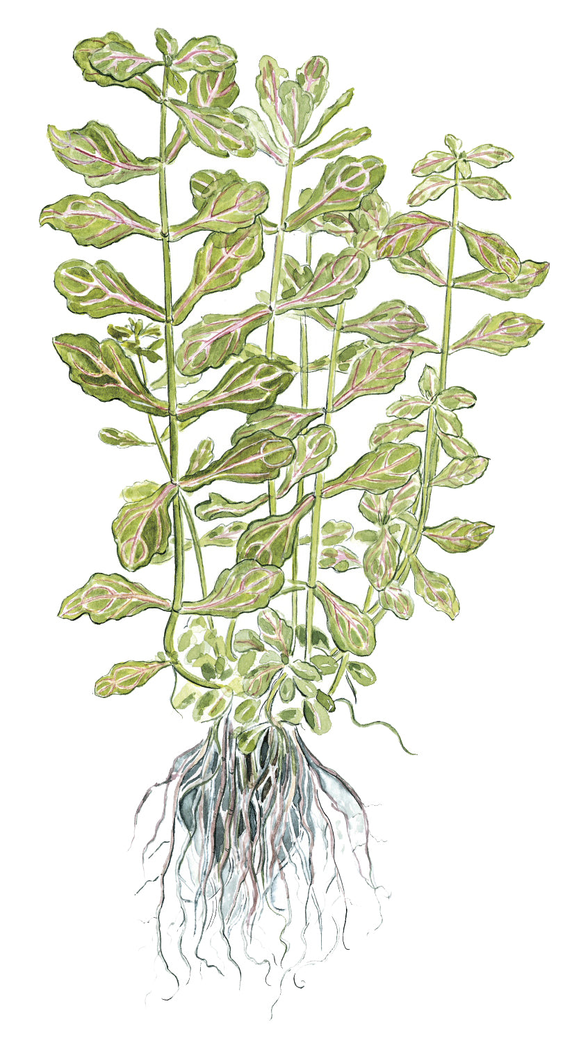 Shinnersia rivularis 'Weiss-Grün'