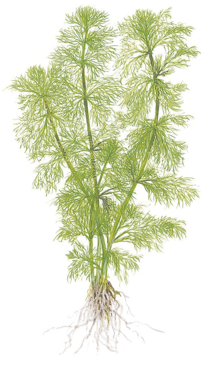 Limnophila aquatica