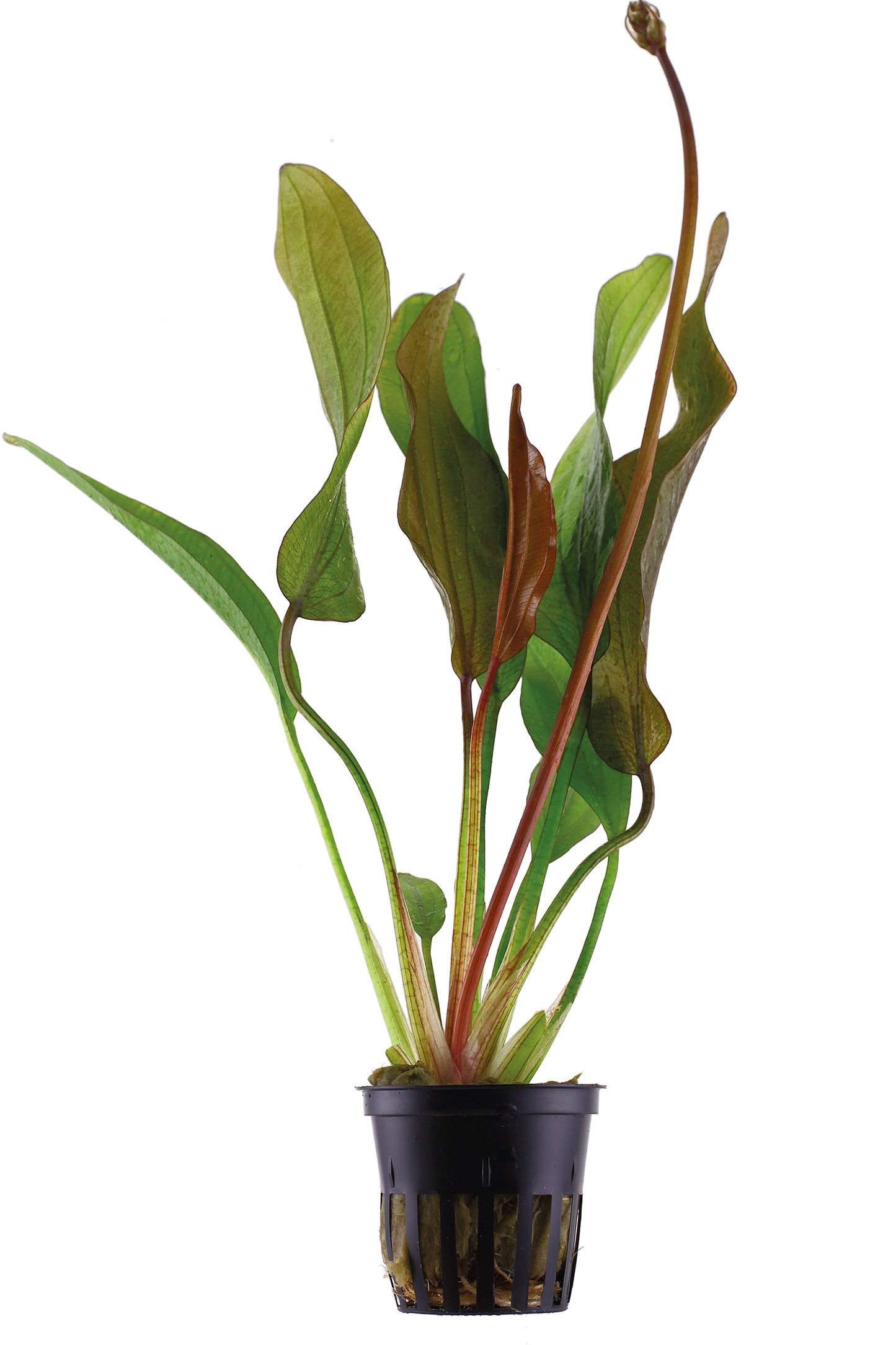 Echinodorus 'Red Diamond'