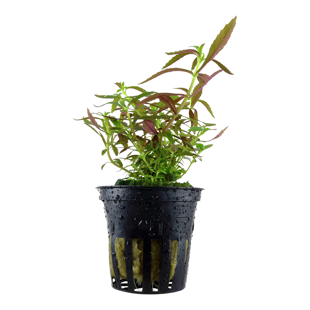 Limnophila hippuridoides