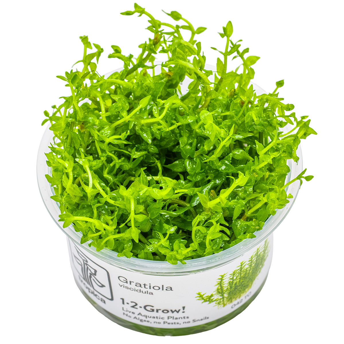 Gratiola viscidula
